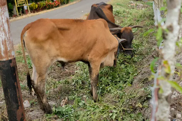奶牛在农村 自然或农村的牛群环境中吃草 — 图库照片