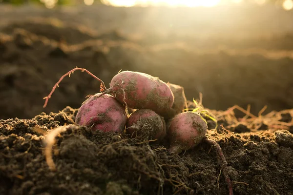 Yerdeki Tatlı Patates Ürünleri Endonezya Daki Geleneksel Tarım Ürünlerinden Yeni — Stok fotoğraf