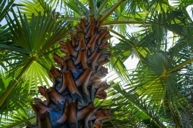 Palmiye ağaçlarının doğal arkaplan dalları