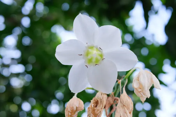 Gyönyörű Fehér Eucharis Virág Homályos Háttérrel — Stock Fotó