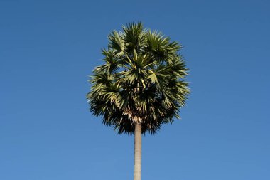 Palmiye ağaçları bir mavi gökyüzü arka plan