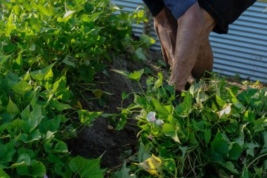 Endonezyalı çiftçiler tatlı patates topluyor