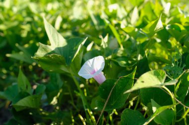 Tarlada taze patates yaprakları hasat için hazır.