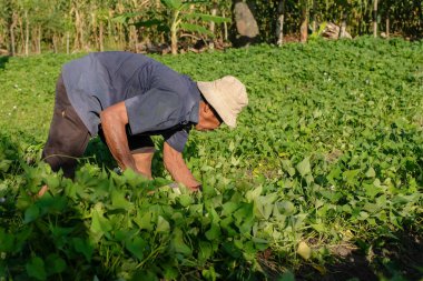 Endonezyalı çiftçiler tatlı patates topluyor