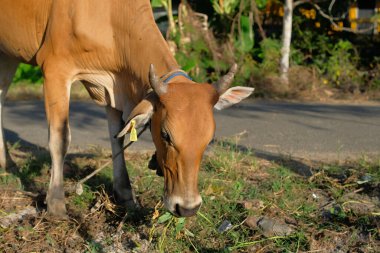 İnekler kırsal, endüstriyel, tarımsal, doğa veya kırsal sığır ortamında ot inekleri yerler.