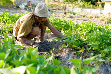Endonezyalı çiftçiler tatlı patates topluyor