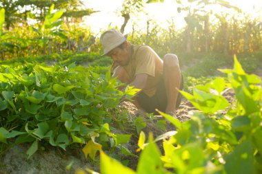 Endonezyalı çiftçiler tatlı patates topluyor