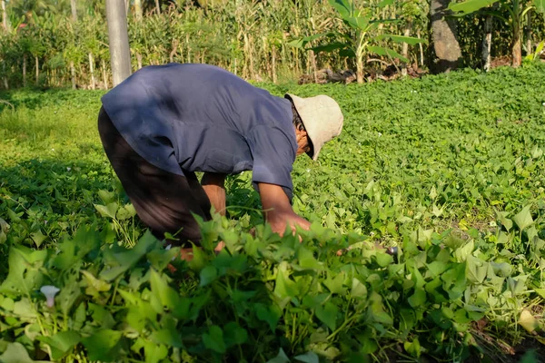 Indonezyjscy Rolnicy Zbierają Słodkie Ziemniaki — Zdjęcie stockowe