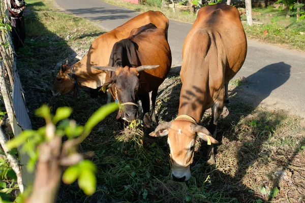 Kühe Fressen Graskühe Der Ländlichen Industriellen Landwirtschaftlichen Natürlichen Oder Ländlichen — Stockfoto