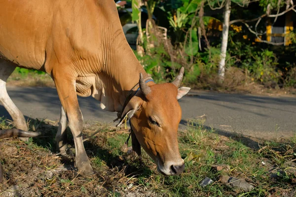 奶牛在农村 自然或农村的牛环境中吃草牛 — 图库照片