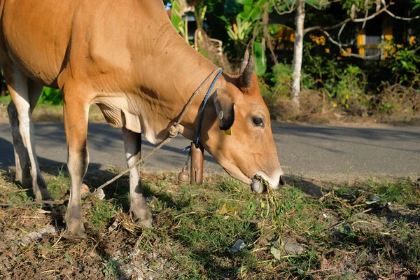 Корови Їдять Траву Корів Сільському Промисловому Сільськогосподарському Природному Або Сільському — стокове фото