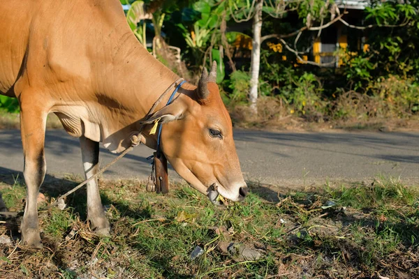Mucche Nutrono Vacche Prato Ambiente Rurale Industriale Agricolo Naturale Rurale — Foto Stock
