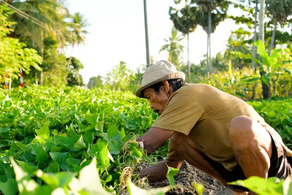Індонезійські Фермери Збирають Солодку Картоплю — стокове фото