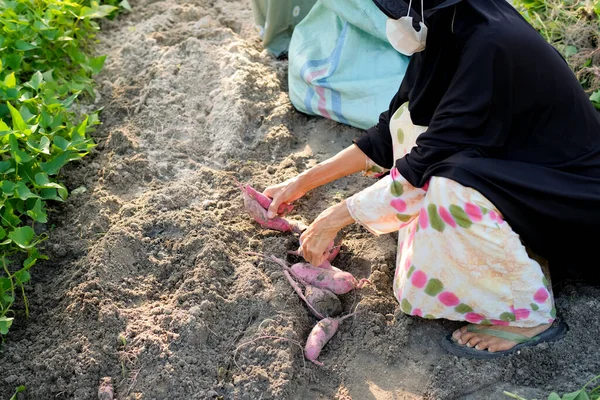 Agricultores Indonésios Colhem Batatas Doces — Fotografia de Stock