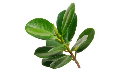 Kauçuk yaprakları beyaz arkaplanda