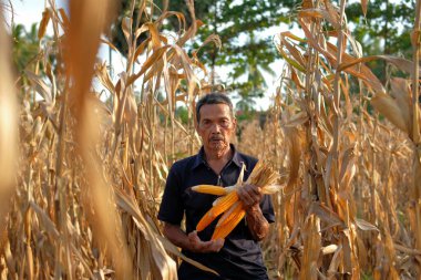 Bir çiftçi tarlada kuru mısır topluyor.