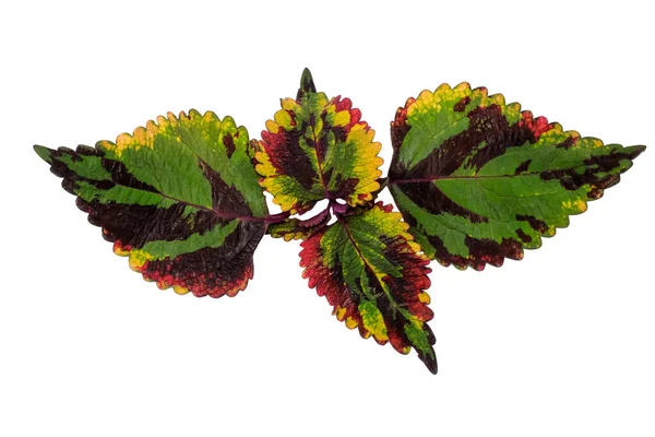 Coleus Blumei süs bitkisi. beyaz arkaplanda izole edilmiş