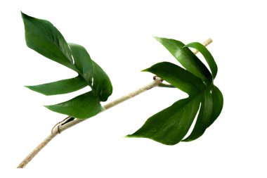 Canavar bitki yaprağı, tropikal asma beyaz arka planda izole edilmiş.