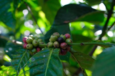 Çiftlikteki bir dala asılı kahve çekirdekleri ve kirazlar hasat mevsimine girmek üzere.
