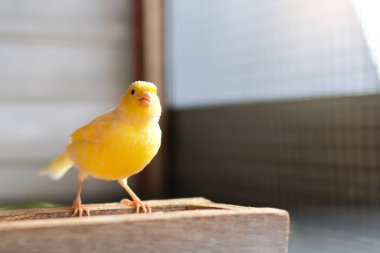 Kuşhanede bir çift kanarya.