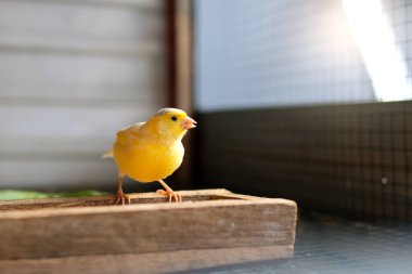 Kuşhanede bir çift kanarya.