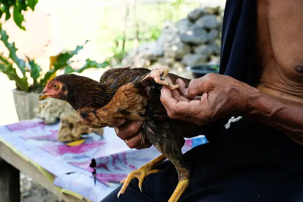 Młody Zdeformowany Kurczak Gołymi Skrzydłami Rękach Starego Azjaty Indonezyjczyka — Zdjęcie stockowe