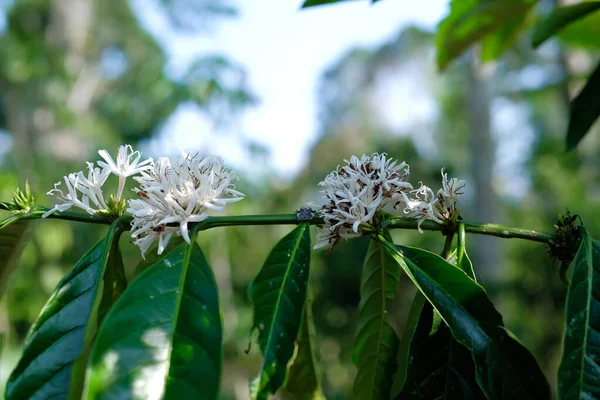 Coffee flowers blooming on a branch in a coffee plantation