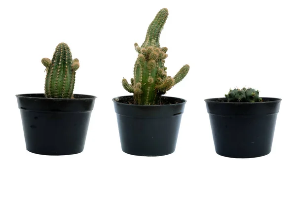 Collezione Cactus Vasi Neri Isolati Fondo Bianco — Foto Stock