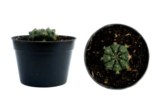 Cactus Vaso Nero Isolato Fondo Bianco — Foto Stock