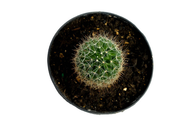 Cactus in black pot isolated on white background