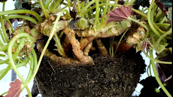 Begonia Växtrötter Och Bördig Jord — Stockfoto