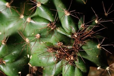Bahçedeki kaktüsün tepesine yakın çekim.