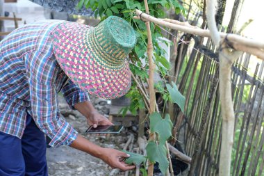 Çiftlikteki yeşil yaprakların kalitesini kontrol eden genç Asyalı çiftçi, küçük işletme sahibi üretim konsepti