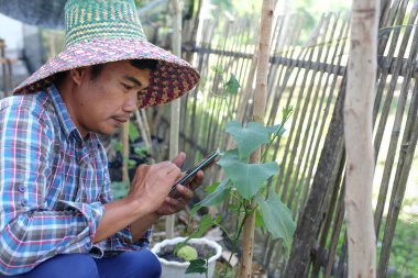 Çiftlikteki yeşil yaprakların kalitesini kontrol eden genç Asyalı çiftçi, küçük işletme sahibi üretim konsepti