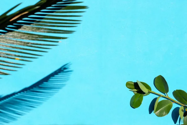Summer tropical leaf with shadow on blue background. Space for text. Bright summer colour.