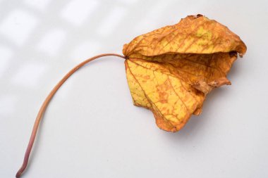 Beyaz arkaplanda sonbahar kuru akçaağaç yaprağı izole