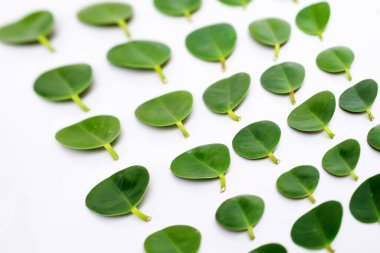 Ficus bitki yaprağı beyaz arkaplanda izole.