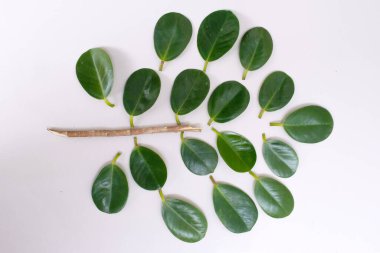 Ficus bitki yaprağı beyaz arkaplanda izole.
