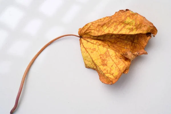 Autumn dry maple leaf isolated on a white background