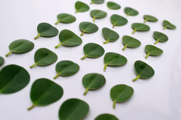 Ficus bitki yaprağı beyaz arkaplanda izole.
