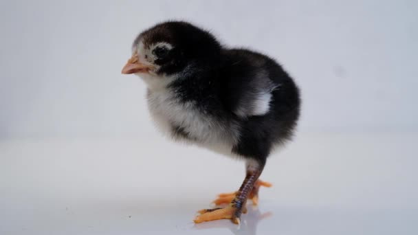 Adorable Black Baby Chick Isolated White Background — Stock Video