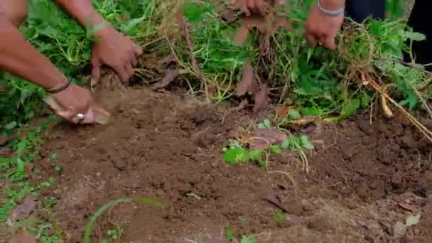 Indonesische Boeren Ontwortelen Zoete Aardappelen Een Plantage Een Dorp — Stockvideo