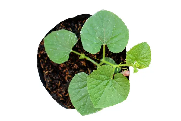 Horní Pohled Meloun Rostlina Černé Mateřské Tašce Izolované Bílém Pozadí — Stock fotografie
