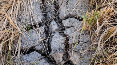 Pirinç tarlalarındaki kuraklıktan dolayı toprak çatladı.