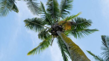 Mavi gökyüzüne karşı hindistan cevizi ağaçlarının altından bak