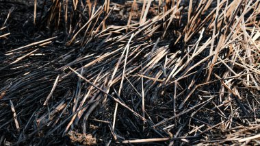 Pirinç kamışı hasat sonrası pirinç tarlalarında yanıyor.