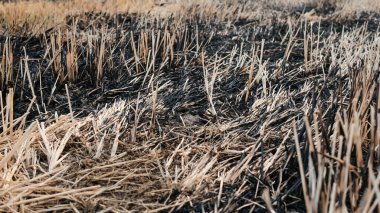 Pirinç kamışı hasat sonrası pirinç tarlalarında yanıyor.