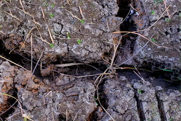Půda Popraskaná Důsledku Sucha Rýžových Polích — Stock fotografie