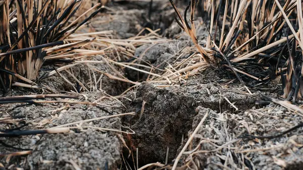 Земля Тріснута Через Посуху Рисових Полях — стокове фото