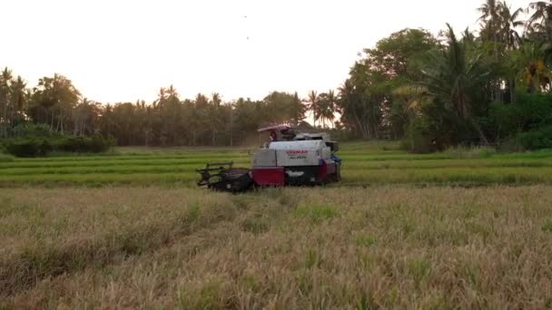South Sulawesi Indonésia Setembro 2023 Agricultor Que Colhe Terras Agrícolas — Vídeo de Stock